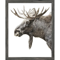 Mod. Farm - Algonquin Moose - Grey Art - 16x20