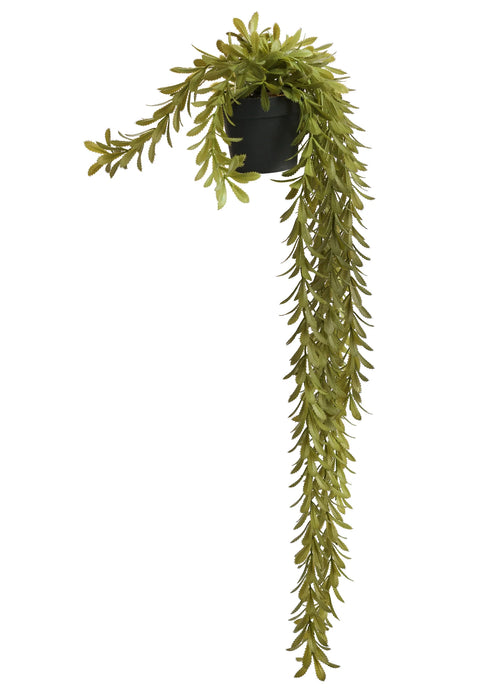 Hanging Potted Plant