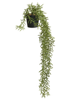 Hanging Potted Plant - Rosemary