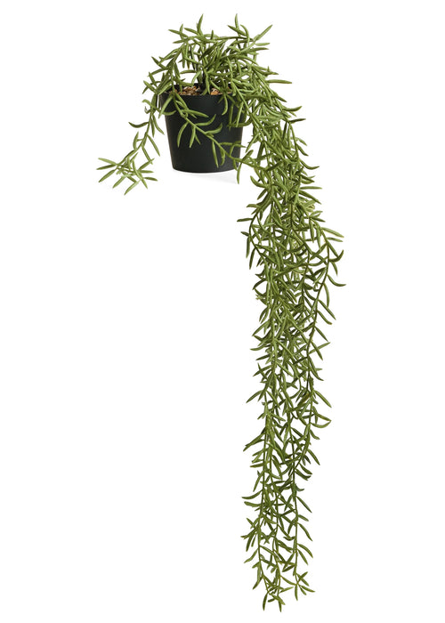 Hanging Potted Plant - Rosemary