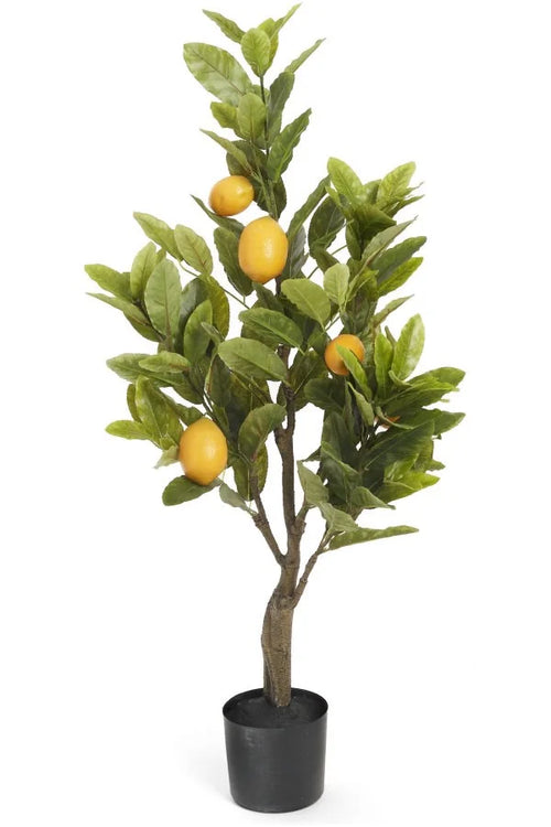 Potted Lemon Tree