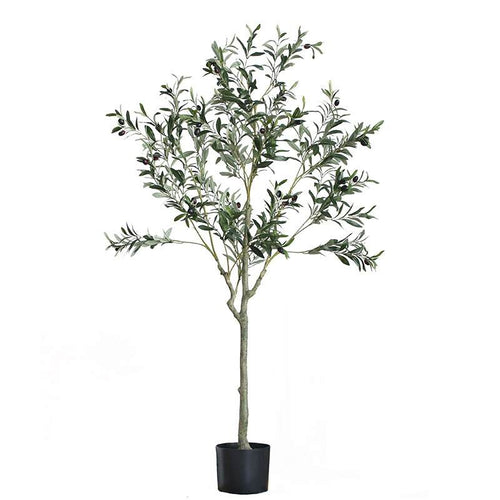 Monarch 4' Olive Tree