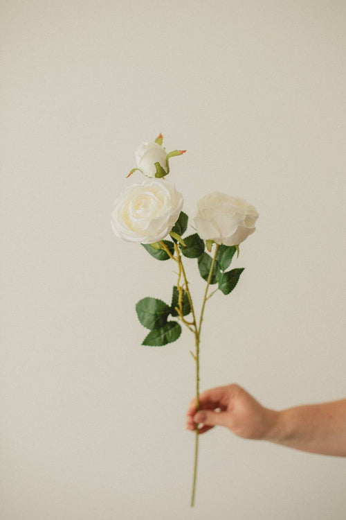Italian Rose