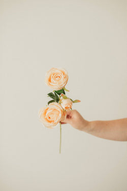 Italian Rose