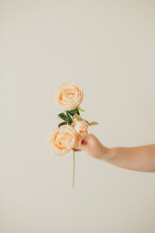 Italian Rose