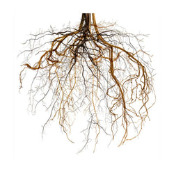 Paramount Art - 47"X47"