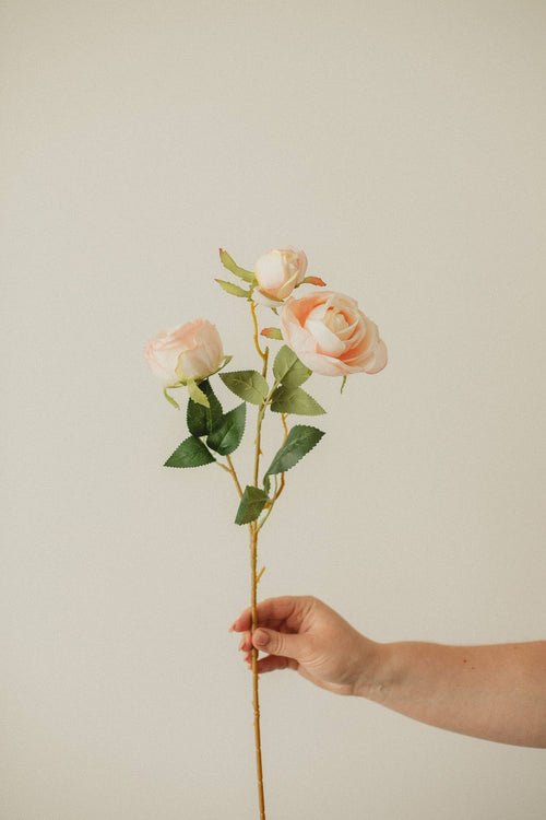 Italian Rose