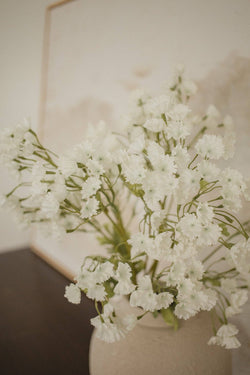 Gypsophila Elegan - Babies breath