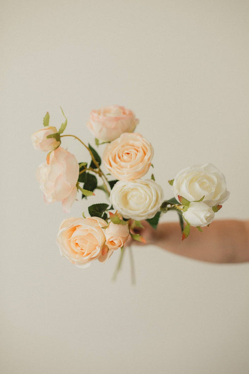 Italian Rose