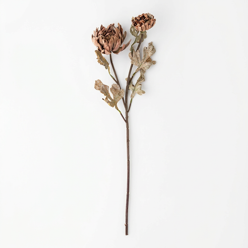 Full brown dahlia spray on white